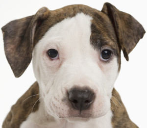 Portrait of a pitbull puppy