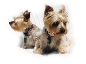 yorkie