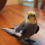 cockatiel-594475_1920