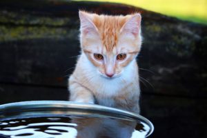 cat looking in bowl of water