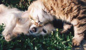 cat and dog friends