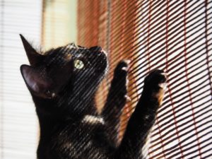 cat on window blinds