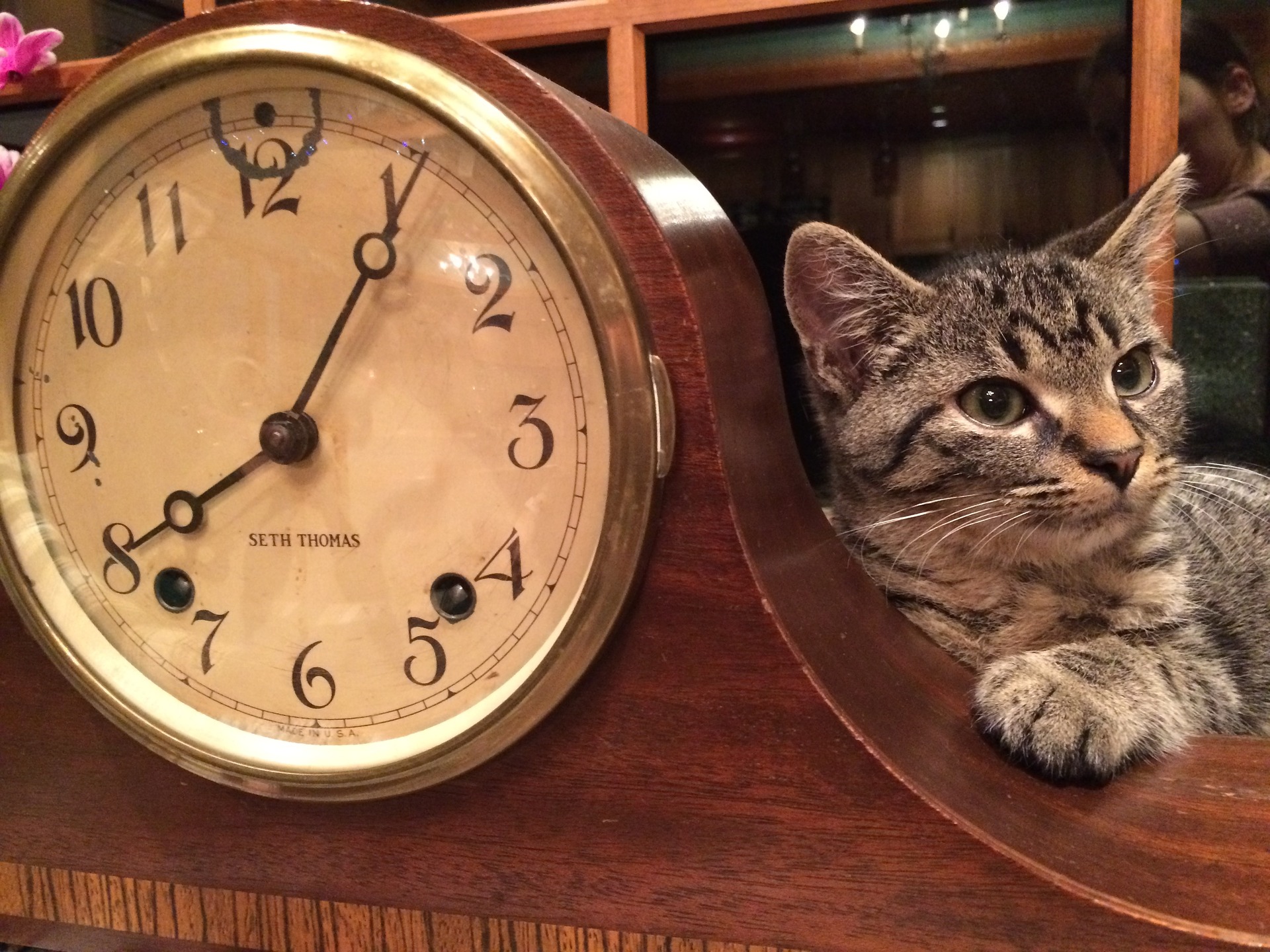 The Time of Our Lives – Teach Your Pets to Tell Time!