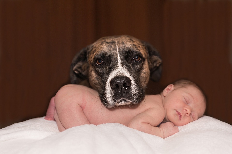 And Baby Makes…Four? Preparing Your Dog for the Baby